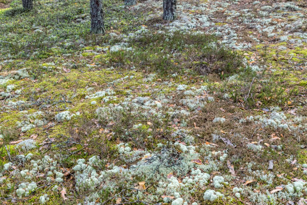 istock Iceland Lichen, Iceland Moss 1302377605
