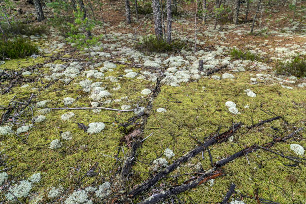 istock True Iceland lichen Mossy 1302377634