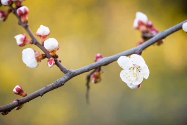 istock peach flowers in the field 1302378274