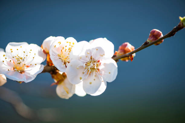 Blossoming of peach flowers in spring time