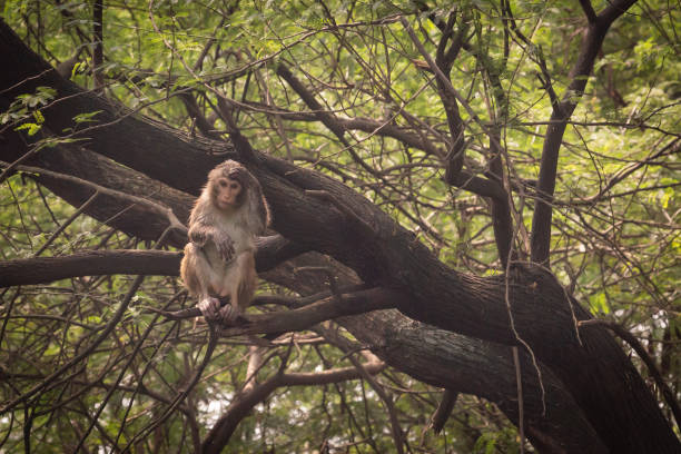 Delhi Zoo is a large green patch in Delhi with many animals and birds as its inhabitants. This is an urban monkey.