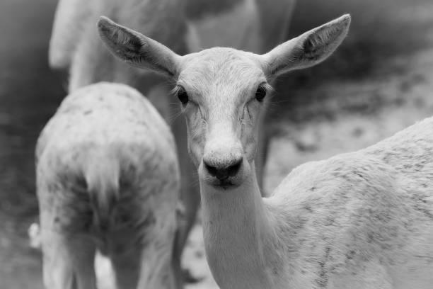 istock Dehi Zoo - White Deer 1302378520
