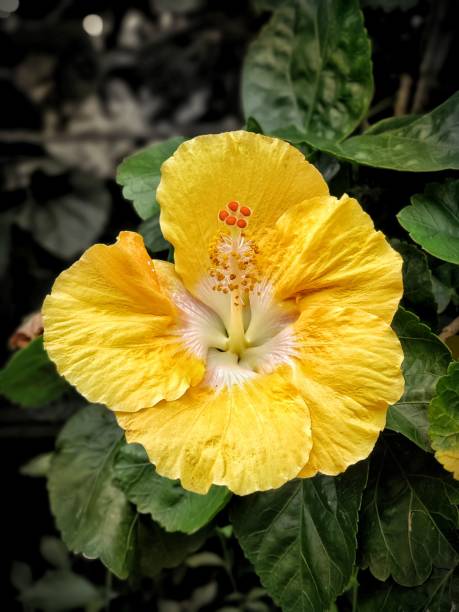istock Beautiful Yellow hibiscus flower 1302381065