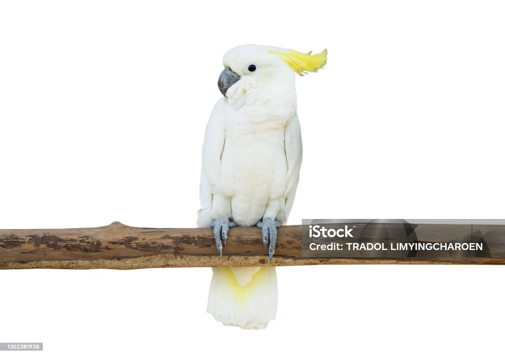 cockatoo bird perched tree branch isolate white background clipping path Cockatoo Stock Photo