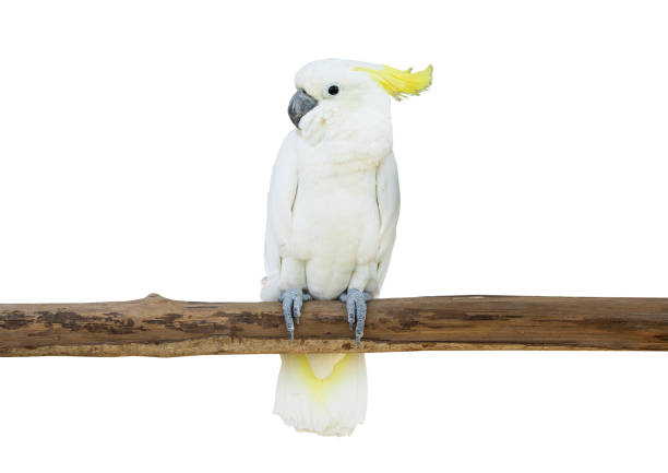 cockatoo bird perched tree branch isolate white background clipping path cockatoo bird perched tree branch isolate white background clipping path sulphur crested cockatoo photos stock pictures, royalty-free photos & images
