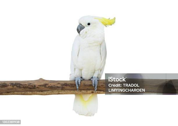 Cockatoo Bird Perched Tree Branch Isolate White Background Clipping Path Stock Photo - Download Image Now