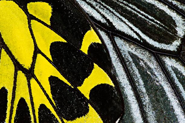 istock Closed up Troides Aeacus (Golden Birdwing) butterfly's wing. 1302383602