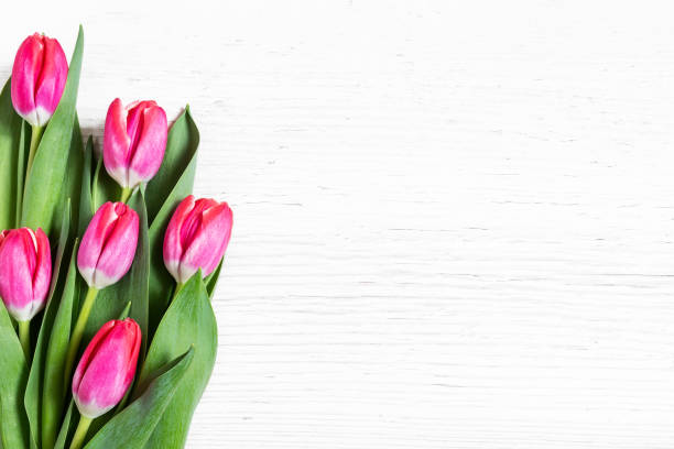 istock Beautiful pink tulips on wooden background. 1302384448