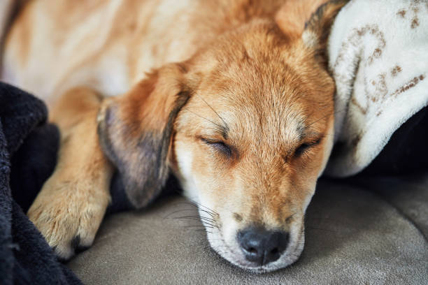 istock Cute red-haired dog with hanging ears sleeps on a sofa on a blanket 1302384517