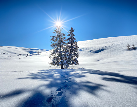 Two fir trees in the snow with sun on the tip like a Christmas tree.