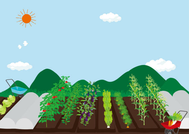 illustrazioni stock, clip art, cartoni animati e icone di tendenza di illustrazione vettoriale del panorama dei campi - campo di pomodori