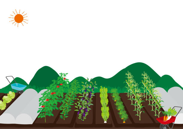 illustrations, cliparts, dessins animés et icônes de illustration vectorielle du paysage de champ - eggplant vegetable vegetable garden plant