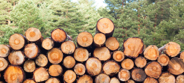 istock Logging, deforestation of the planet. stacked logs. 1302385833