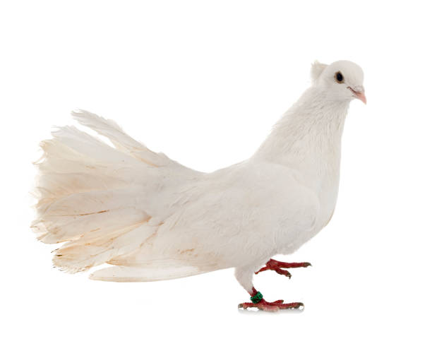 istock Indian Fantail 1302385961