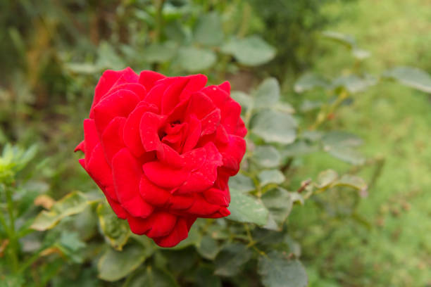Female hands with beautiful red rose