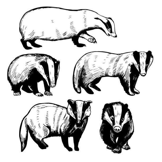 Badger. Vector  illustration. Hand drawn badger (Meles meles). Vector sketch  illustration. meles meles stock illustrations