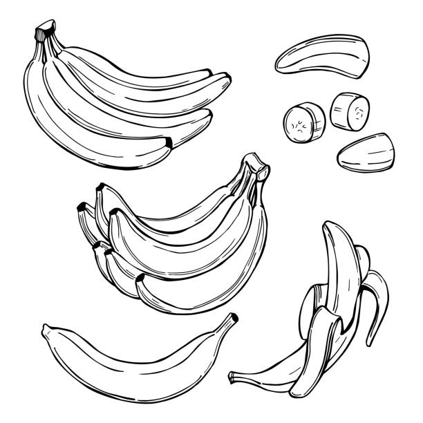 Bananas. Vector  illustration. Hand drawn fruits. Bananas. Vector sketch  illustration. banana stock illustrations