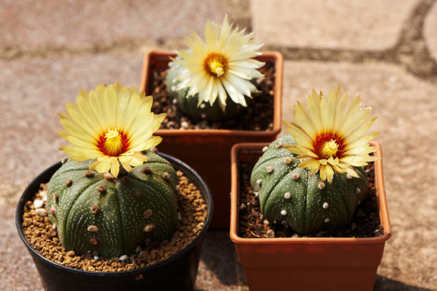 istock Three beautiful cactus flowers in flower pots 1302388836