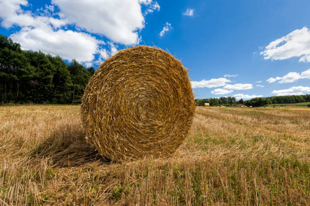istock stacks of their wheat straw 1302389947