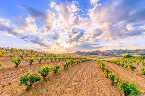Vineyard on a sunny day in Ribera del Duero. Copyspace