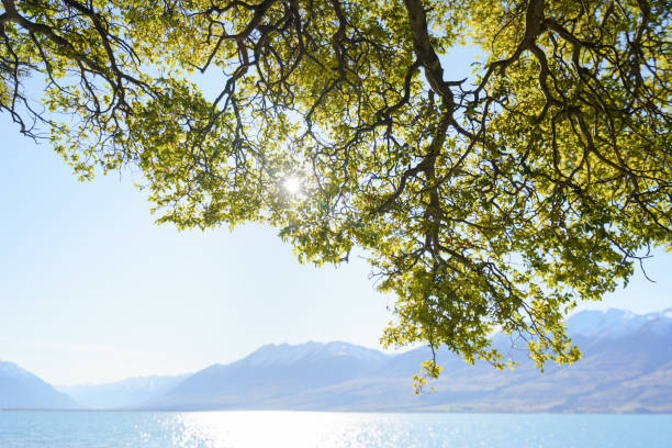 Early morning sun sneaking through trees in South Island, New Zealand.