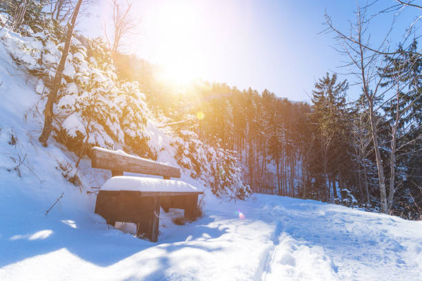 Snow covered bench on Gaisberg, Salzburg. Morning sun and forest. Close up of snowy park bench, winter time, sunshine gaisberg stock pictures, royalty-free photos & images