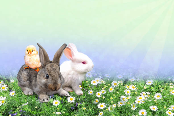 istock Small chickens and rabbits on the bright green grass. 1302391317