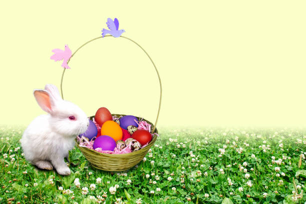 istock White and gray bunny on the grass. 1302391318