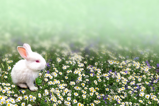 Blurred background with bokeh. White and gray bunny on the grass. Bunny on the green grass against the blue sky. Rabbit on the grass.