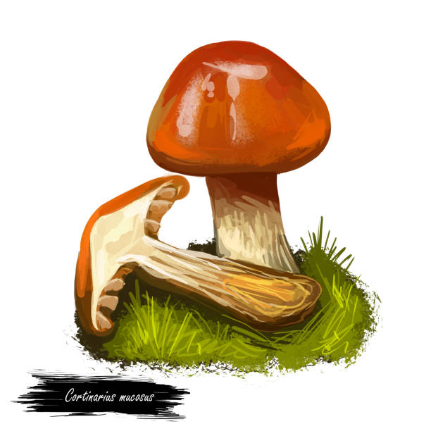 코르티나리우스 점막, 오렌지 웹캡 또는 끈적끈적한 코르티나리우스 버섯 클로즈업 디지털 아트 일러스트레이션. 볼레투스는 밝은 색상의 모자를 가지고 있습니다. 버섯 계절, 숲에서 자라는 � - 끈적버섯과 stock illustrations