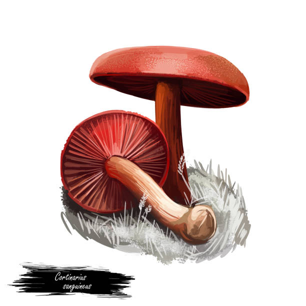 코르티나리우스 sanguineus 또는 혈액 레드 캡 버섯 클로즈업 디지털 아트 일러스트. 볼레투스는 밝은 빨간 모자와 몸을 가지고 있습니다. 버섯 계절, 숲과 숲에서 자라는 식물을 모으는 식물 - 끈적버섯과 일러스트 stock illustrations