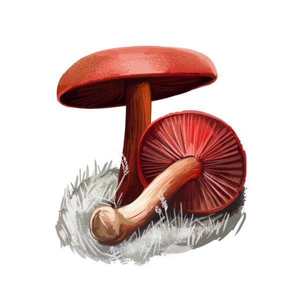 코르티나리우스 sanguineus 또는 혈액 레드 캡 버섯 클로즈업 디지털 아트 일러스트. 볼레투스는 밝은 빨간 모자와 몸을 가지고 있습니다. 버섯 계절, 숲과 숲에서 자라는 식물을 모으는 식물 - 끈적버섯과 일러스트 stock illustrations