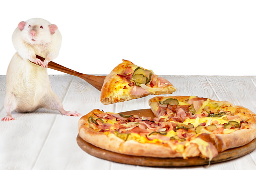 funny mouse steals a piece of delicious pizza with ham and cheese and pickled cucumbers
