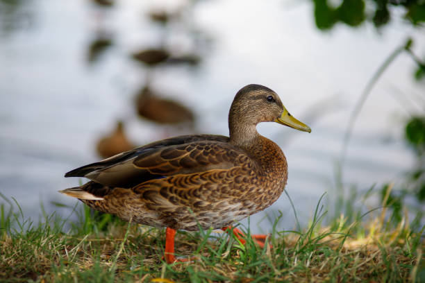istock Wild ducks on the lake in nature 1302394988