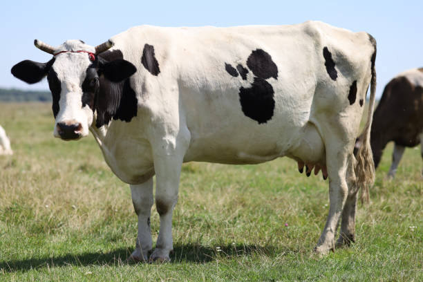 istock Black and white cow grazes on the grass in summer 1302395081