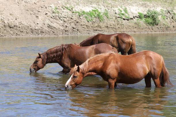 istock Beautiful brown horses drink water from the river 1302395087