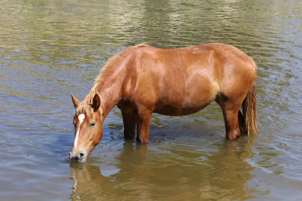 istock A brown horse drinks water from a river 1302395122