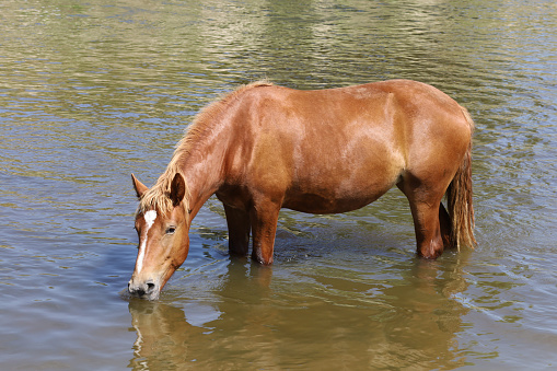 Close up of a brown horse being bathed with a hose squirting water on its side to wash off soap.