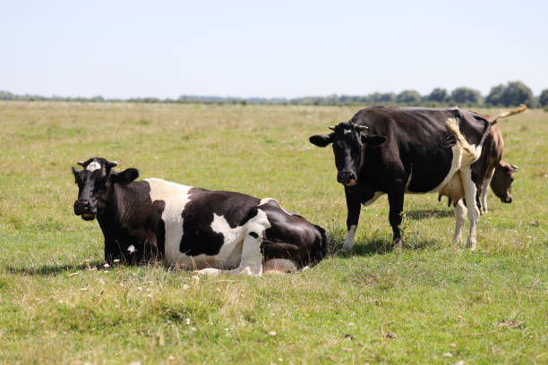 istock Black and white cows graze on the grass in summer 1302395190