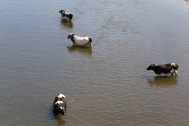 Lake Turkana, Ethiopia, February 17, 2013: african man is swimming in the Lake Turkana, with cattle in the background.