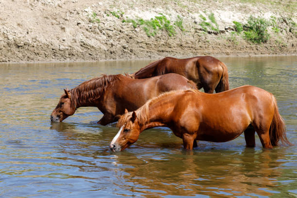 istock Beautiful brown horses drink water from the river 1302395263