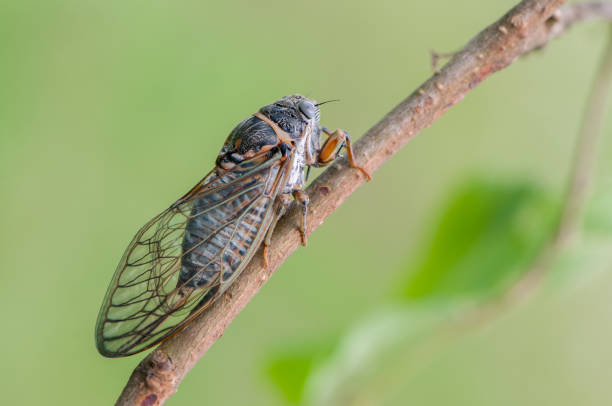 istock Insect cicada sits on forest plant on a summer day in the meadow 1302399537