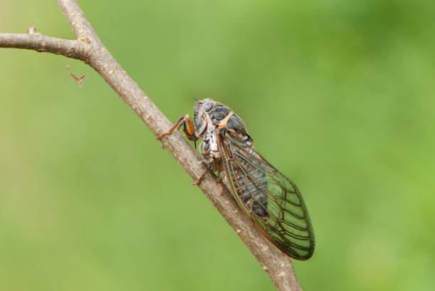 istock Insect cicada sits on forest plant on a summer day in the meadow 1302399592