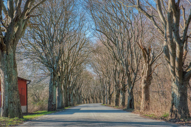 葉のない木のトンネル道路は、ロマンチックで魅力的な旅行の感覚を伝えます。狭い大通りに高い裸の木(スウェーデンのホワイトビーム) - klagshamn ストックフォトと画像