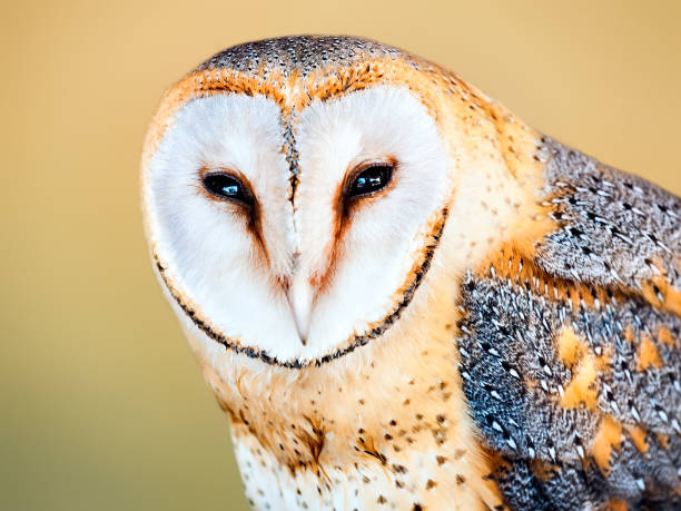 Close-up portrait of a Barn Owl stock photo