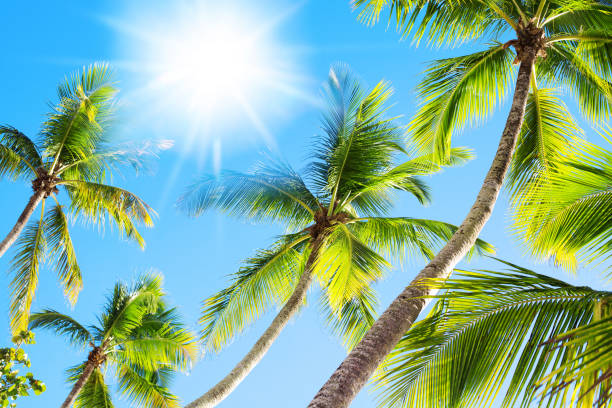 istock Green palm tree branches blue sky background, bright shiny sun rays, palm leaves, sunlight glow, beautiful nature, sea beach landscape, summer holidays, exotic tropical island vacation, travel concept 1302401478