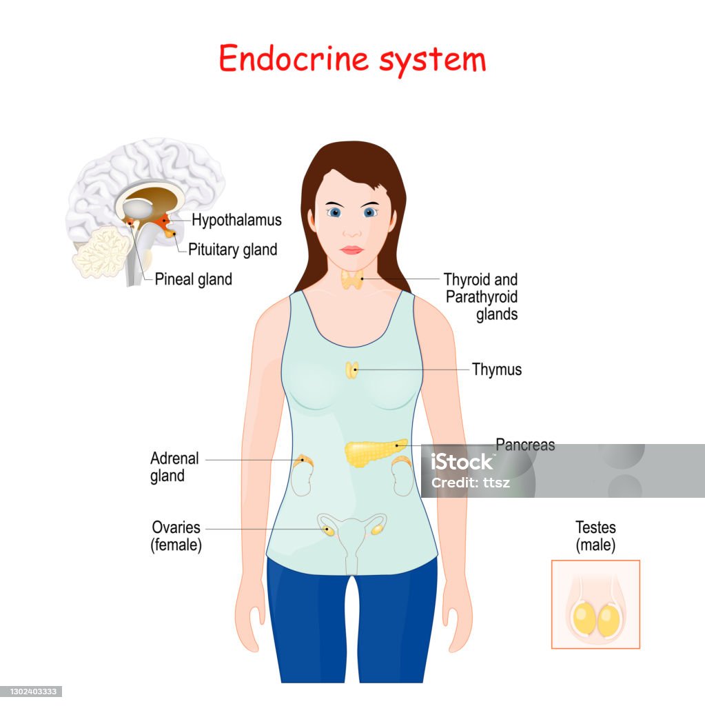 Vetores de Sistema Endรณcrino Anatomia Humana e mais imagens de Anatomia ... Biology Diagrams