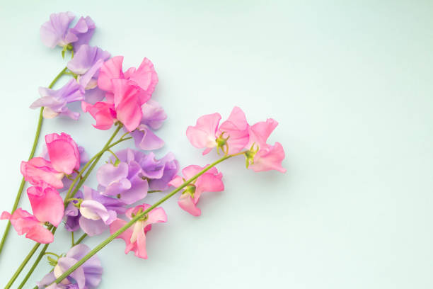 Plain light blue background and pink sweet pea
