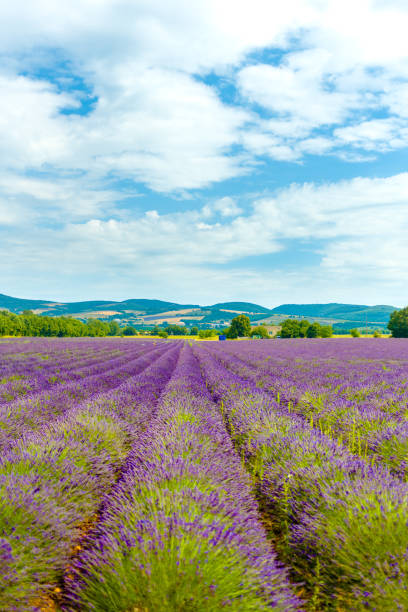 istock lavender field and blue sky in summer 1302405333