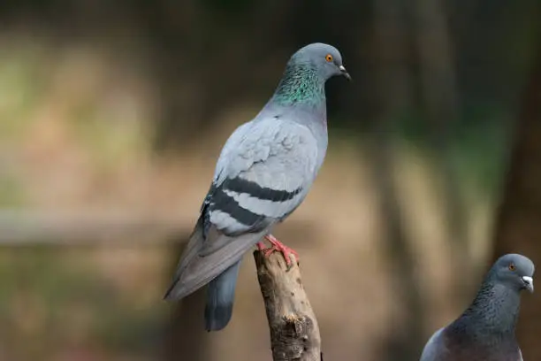 Photo of Close-up of a Rock Pigeon